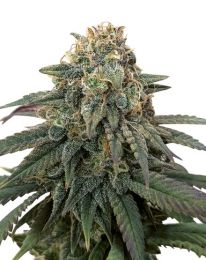 ACDC Feminized