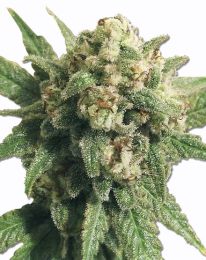 Auto Cheese Feminized seeds