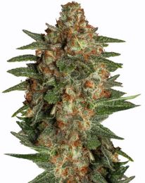 Auto Glueberry Feminized Cannabis Seeds