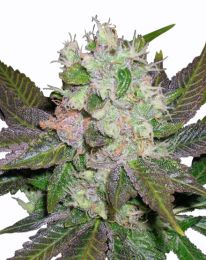 Blue Mystic Marijuana seeds