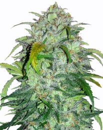 Bubba Kush Feminized Cannabis Seeds