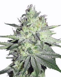 Chemdog Feminized Seeds