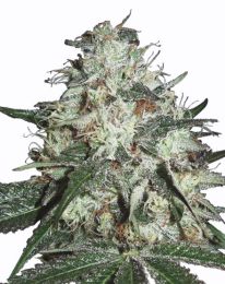 Cotton Candy Kush Seeds