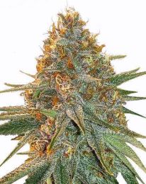 Gary Payton Feminized Seeds