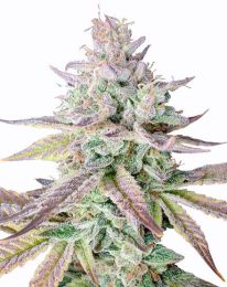 Gelato Fast Flowering Feminized Cannabis Seeds