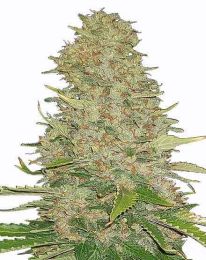 Ghost Train Haze Feminized Cannabis Seeds 