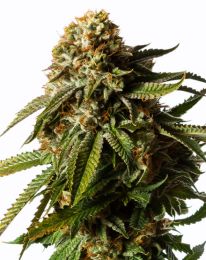 Gorilla Glue Auto Feminized Cannabis Seeds