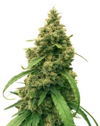 Harle Tsu Feminized Seeds