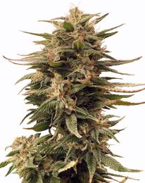 Harlequin Feminized Cannabis Seeds