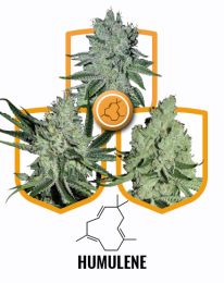 Humulene Terpene Value Seeds Pack