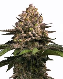 Jealousy Feminized Cannabis Seeds