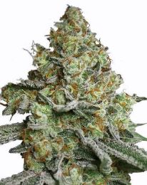 Lava Cake Feminized Cannabis Seeds