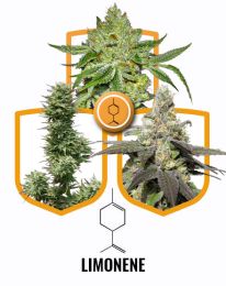 Limonene Terpene Value Seeds Pack