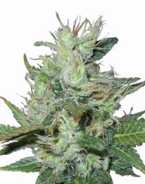 Lowryder 2 Feminized  seeds