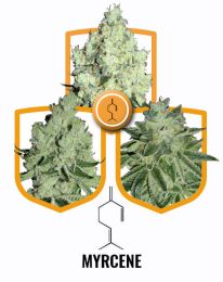 Myrcene Terpene Value Seeds Pack