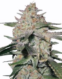 Northern Lights Regular Cannabis seeds