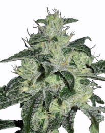 Northern Lights Auto Feminized seeds