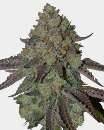 Oreoz Feminized Seeds