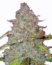 Pink Rozay Feminized Cannabis Seeds