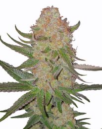 Power Plant Fast Flowering Feminized Seeds