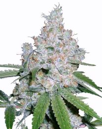 Pure Power Plant  Marijuana seeds