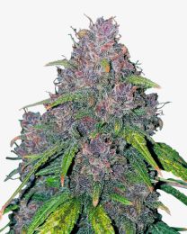 Purple Punch Autoflower Cannabis Seeds