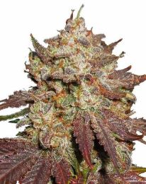 Purple Thai Feminized Marijuana Seeds