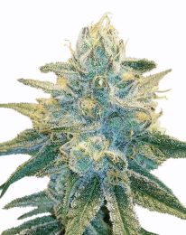 Silver Haze Auto Feminized  seeds