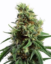 Sour Diesel Auto Feminized seeds