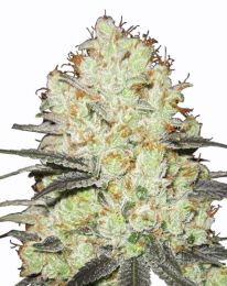 Strawberry Cough Marijuana seeds