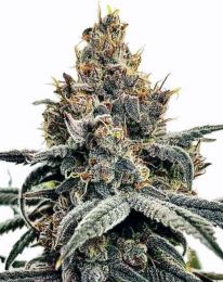 Sundae Driver Feminized