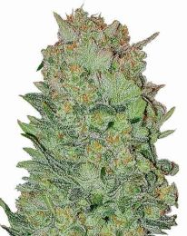 THC Bomb Auto Cannabis Seeds