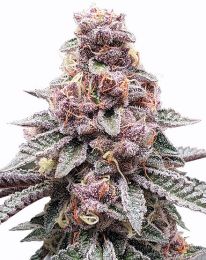 Tropicana Cookies Purple Feminized Cannabis Seeds