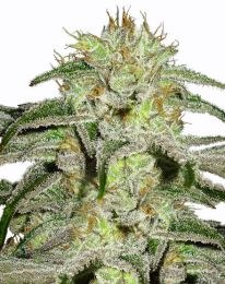 White Lightning Cannabis Seeds