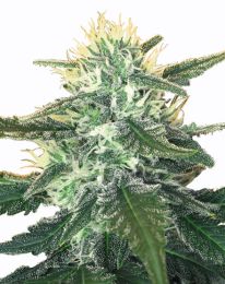 White Widow max cannabis seeds